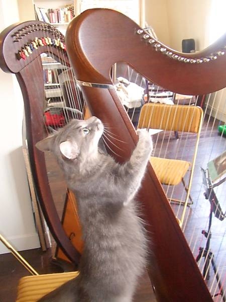 Photo : COURS de HARPE PARIS tous niveaux
