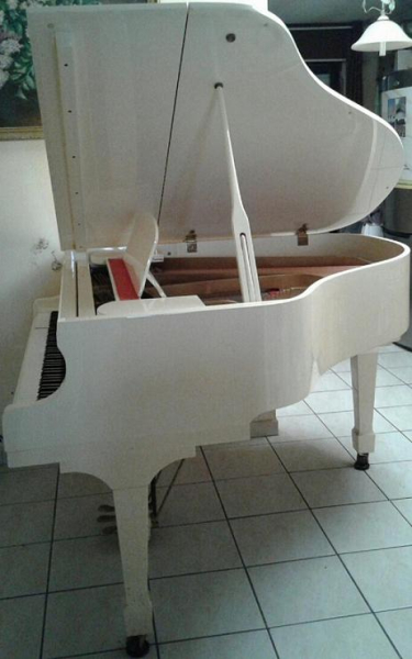 Photo : Quart  de  queue ivoire crapaud Maeari