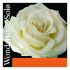 Wonder Tone 4/4 Violin Strings Set Pirastro
